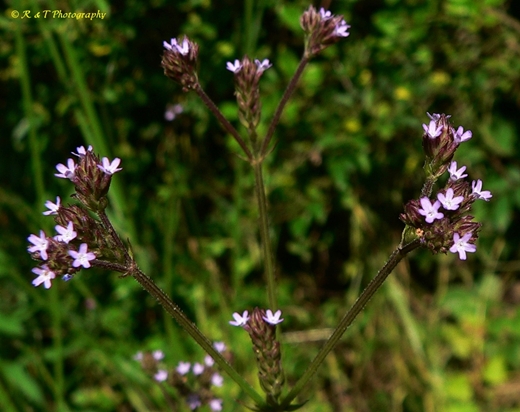{Verbena brasiliensis}
